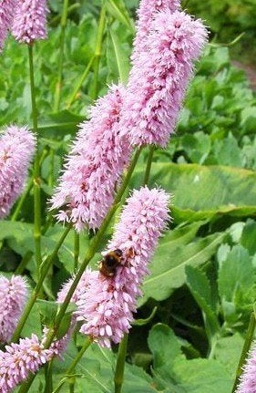Zaden Persicaria bistorta 'Superba', Ophalen of Verzenden, Zaad