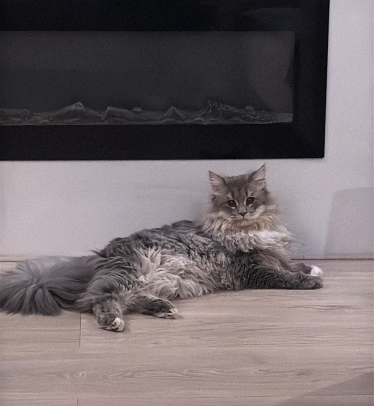 Gratis op te halen kater, Dieren en Toebehoren, Kater, Langharig, 0 tot 2 jaar