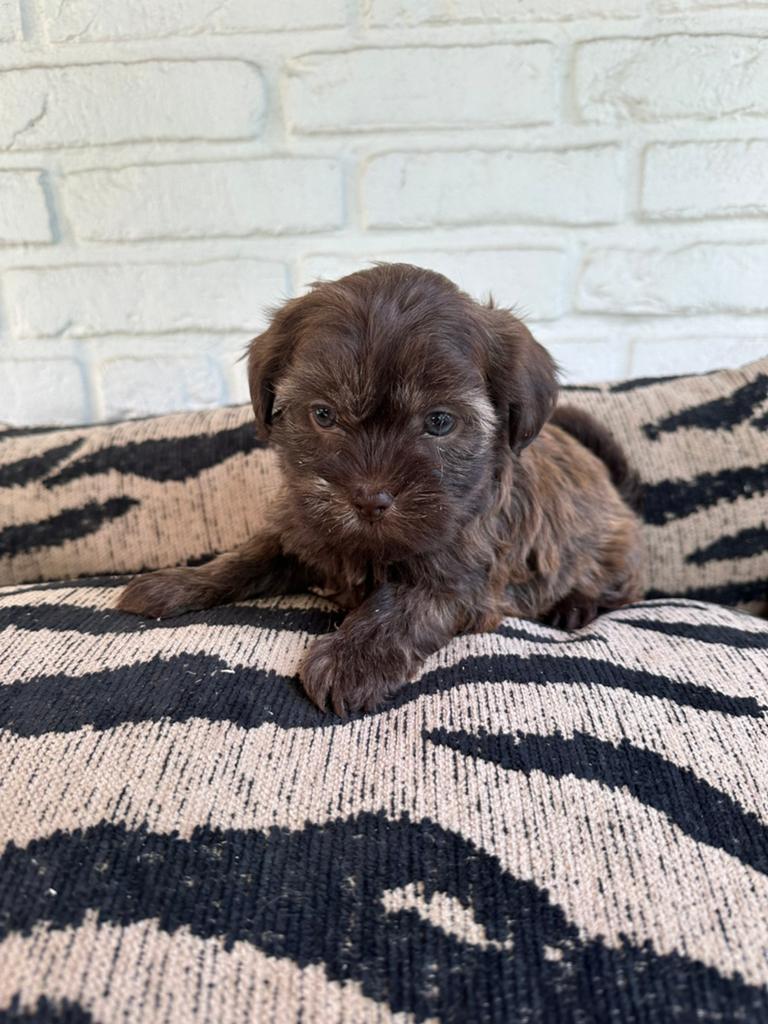 Boomer pups, Dieren en Toebehoren, Honden | Chihuahua's en Gezelschapshonden, Parvo, Nederland, Overige rassen, 8 tot 15 weken