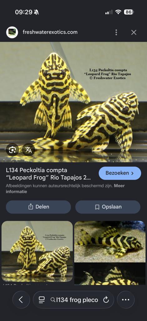 Gezocht L134 Frog pleco, Dieren en Toebehoren, Vis
