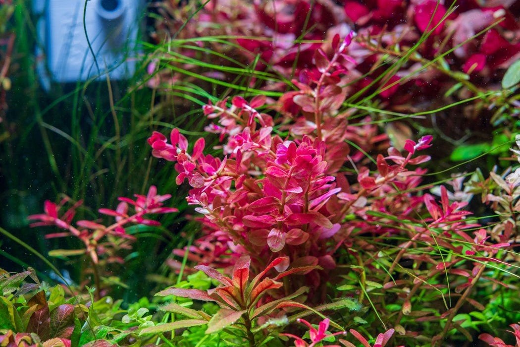Rotala rotundifolia, Ophalen