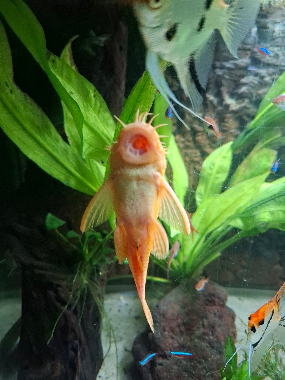 Ancistrus Albino/ Gold Man, Dieren en Toebehoren, Vis, Zoetwatervis