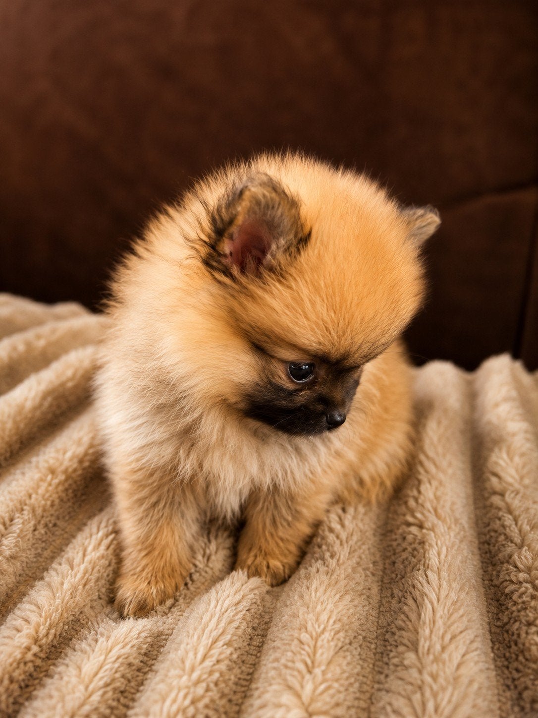 Prachtige Pommeriaan pups, Dieren en Toebehoren, Honden | Chihuahua's en Gezelschapshonden, Parvo, Overige rassen, 8 tot 15 weken