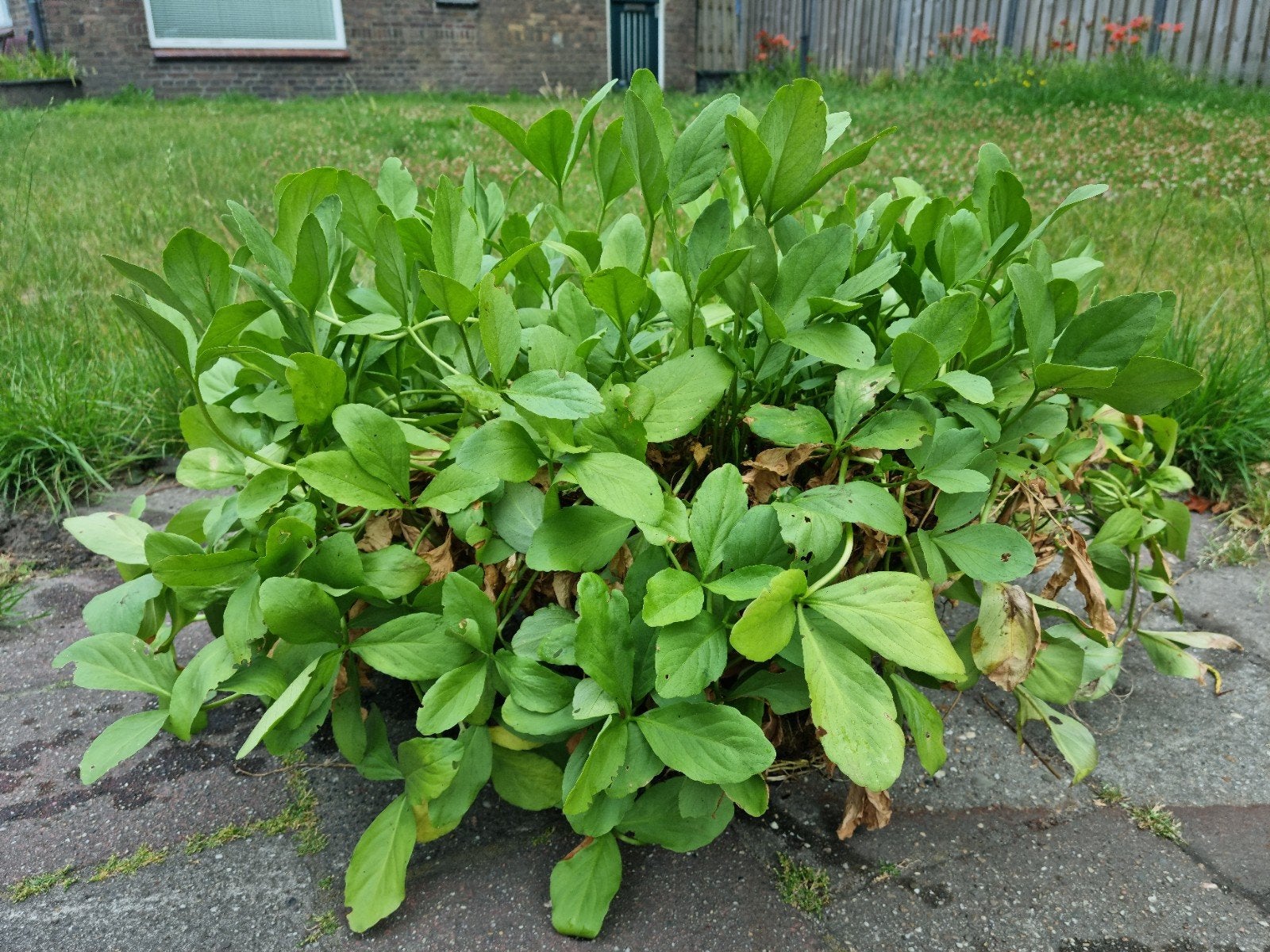 Heel veel vijverplanten moerasplanten plant planten vijver, Ophalen, Nieuw, Overige typen