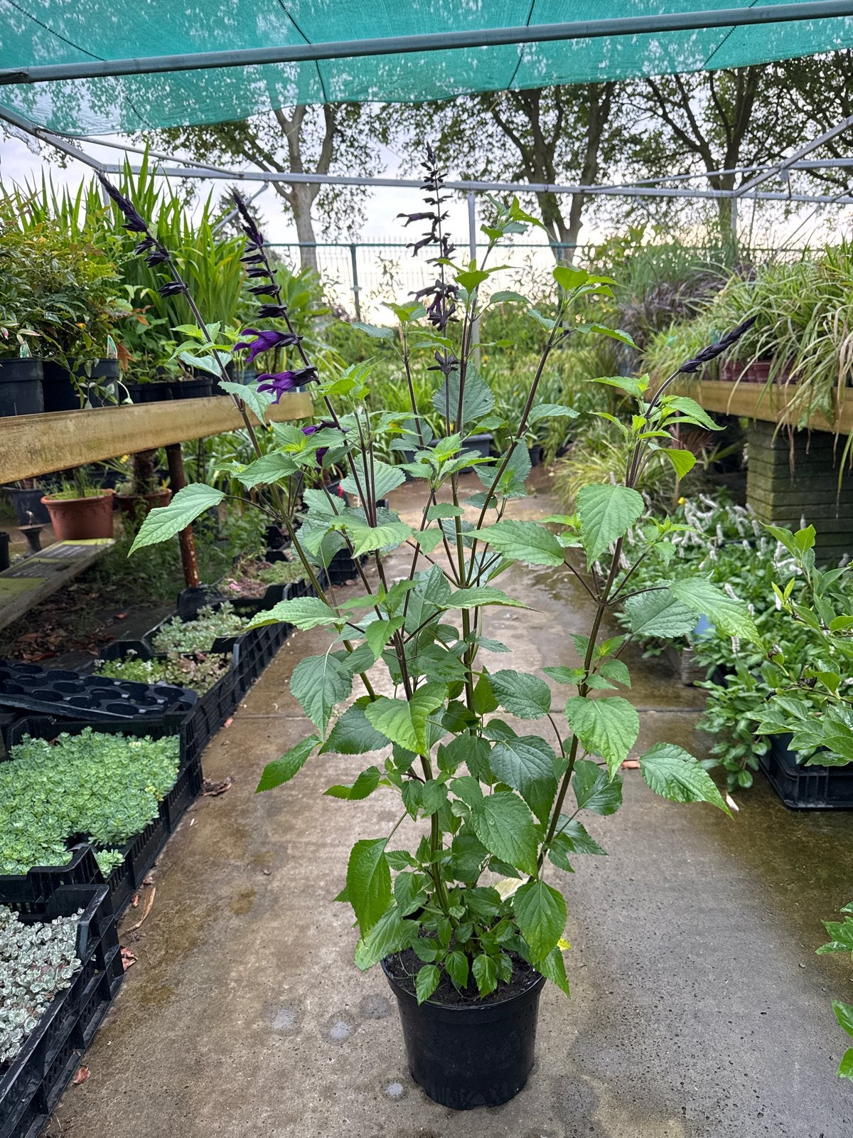 Salvia - 80 cm hoog in 23 cm pot, Volle zon, Vaste plant, Zomer, Ophalen