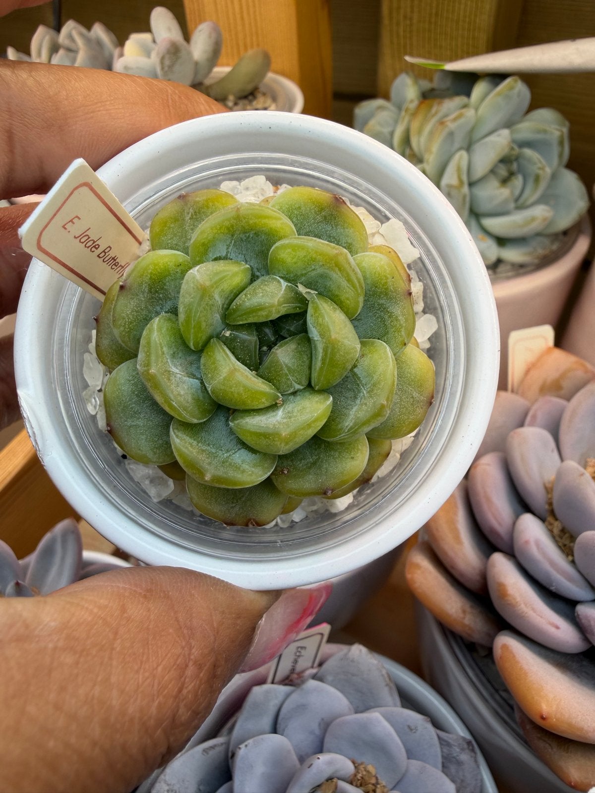 Echeveria Jade Butterfly - Prachtige Vetplant, Huis en Inrichting, Kamerplanten, Verzenden, Halfschaduw, Minder dan 100 cm