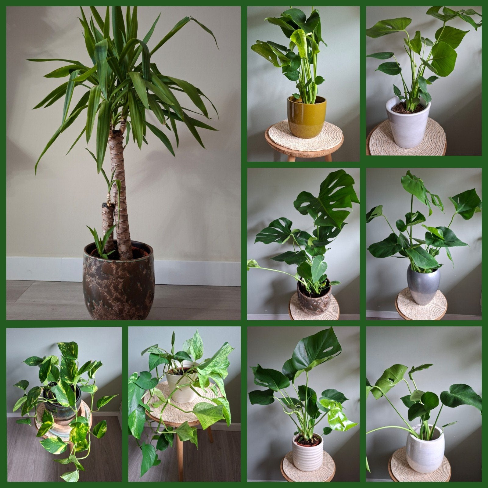 Yucca, Monstera, Gatenplant, hangplant epipremnum, kamerplan, Ophalen, 100 tot 150 cm, Palm, Halfschaduw