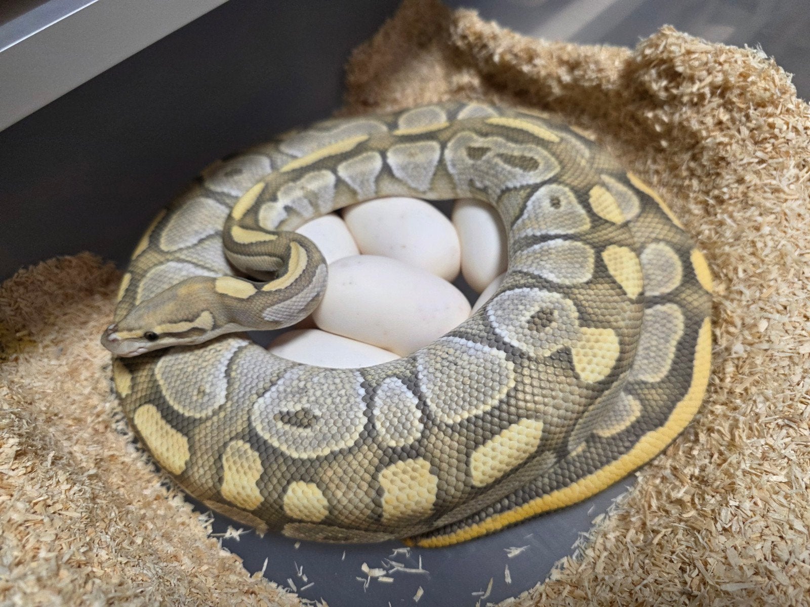 Butter Fire Hypo️♀️ bewezen kweekdame python regius Ball Python - female for sale from G.B