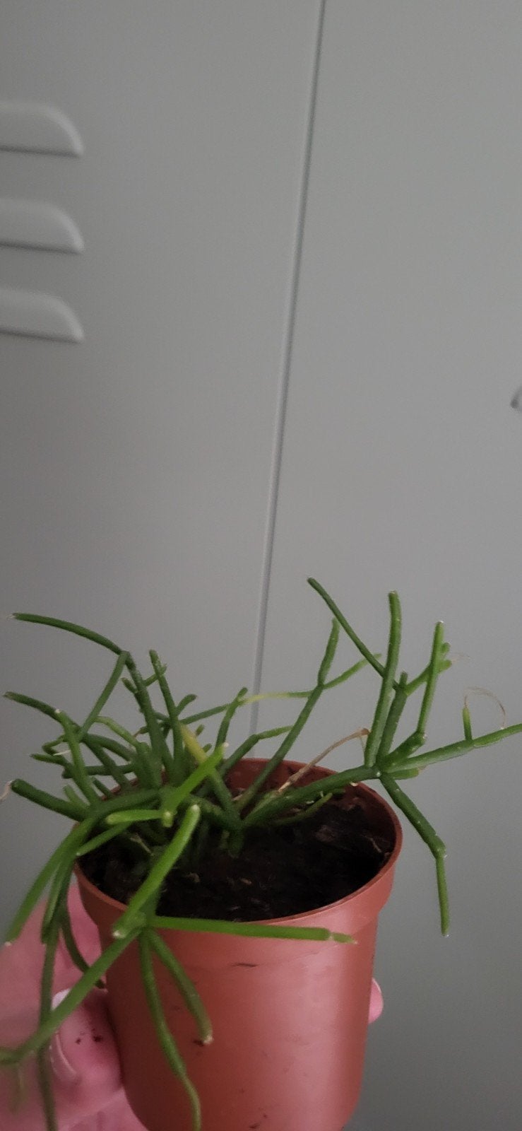 Rhipsalis (Koraalcactus) in potje, Ophalen, Halfschaduw, Minder dan 100 cm, Groene kamerplant