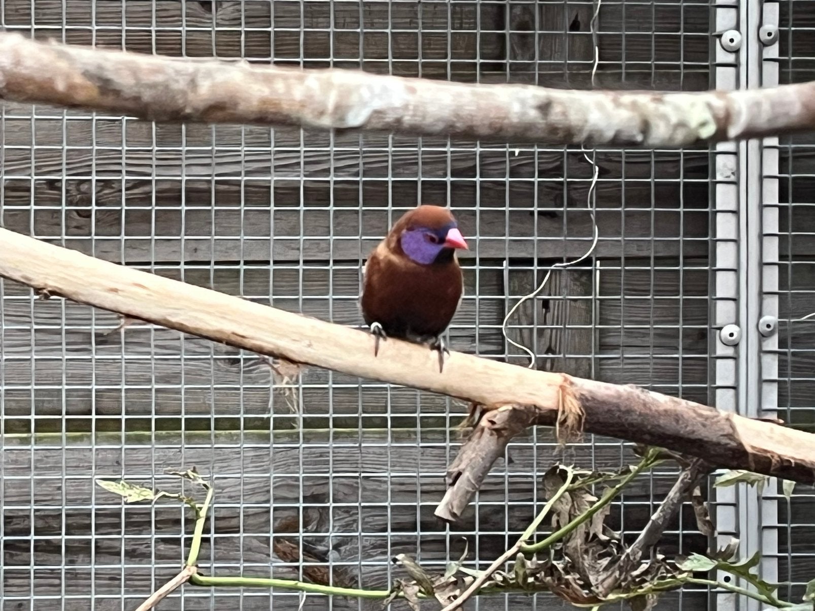 3.0 granaatastrilde NATUURBROED, Mannelijk, Tropenvogel, Geringd