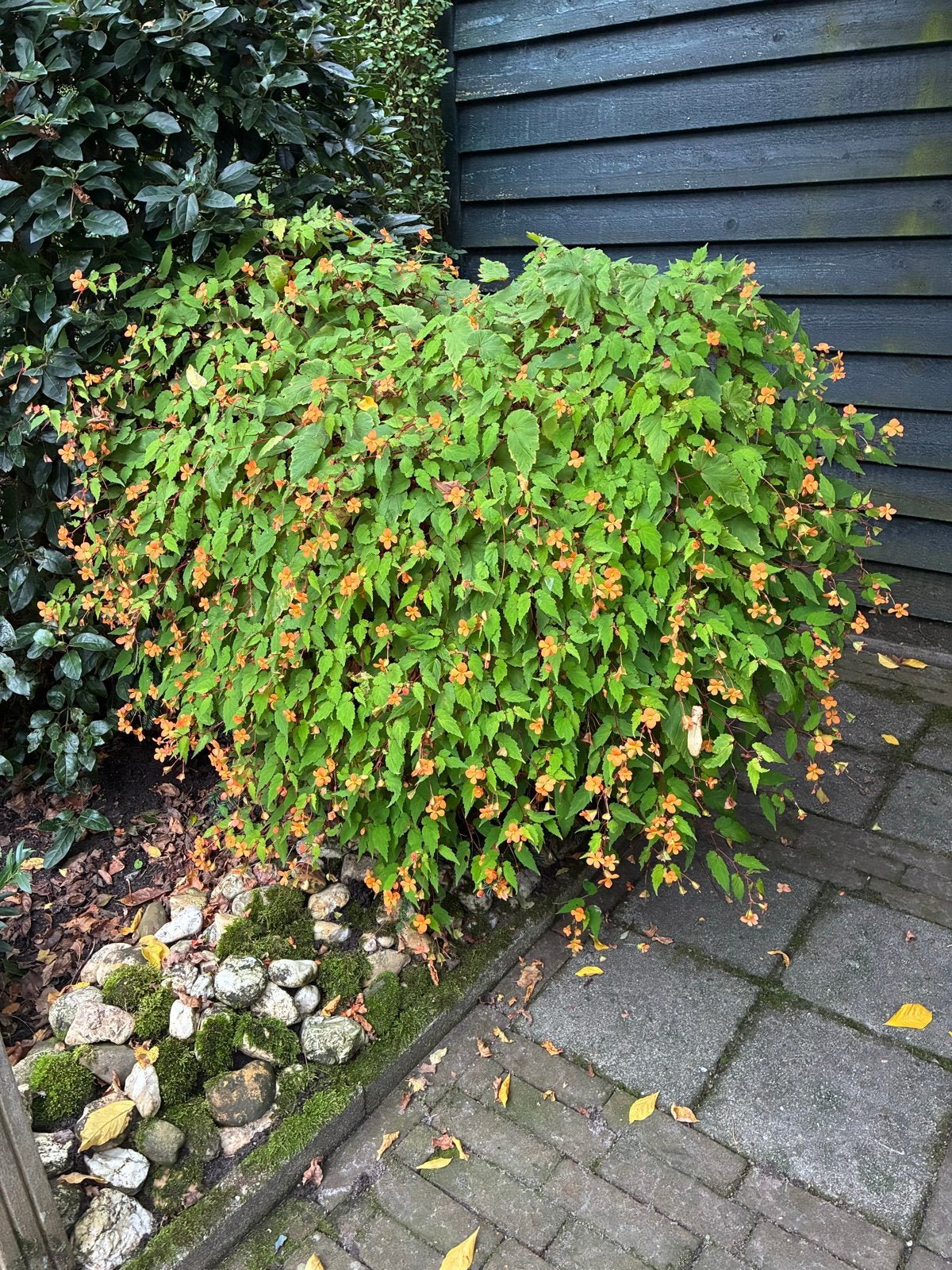 Hangbegonia met oranje bloemen, Tuin en Terras, Vaste plant, Halfschaduw, Zomer, Ophalen