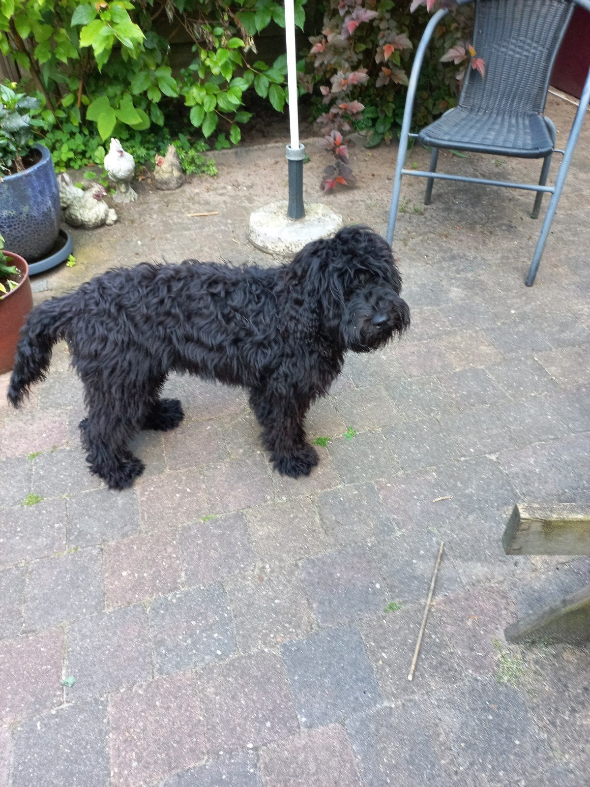 Australian Labradoodle pup  6 Maanden oud, 15 weken tot 1 jaar, Overige rassen, Parvo, Eén hond