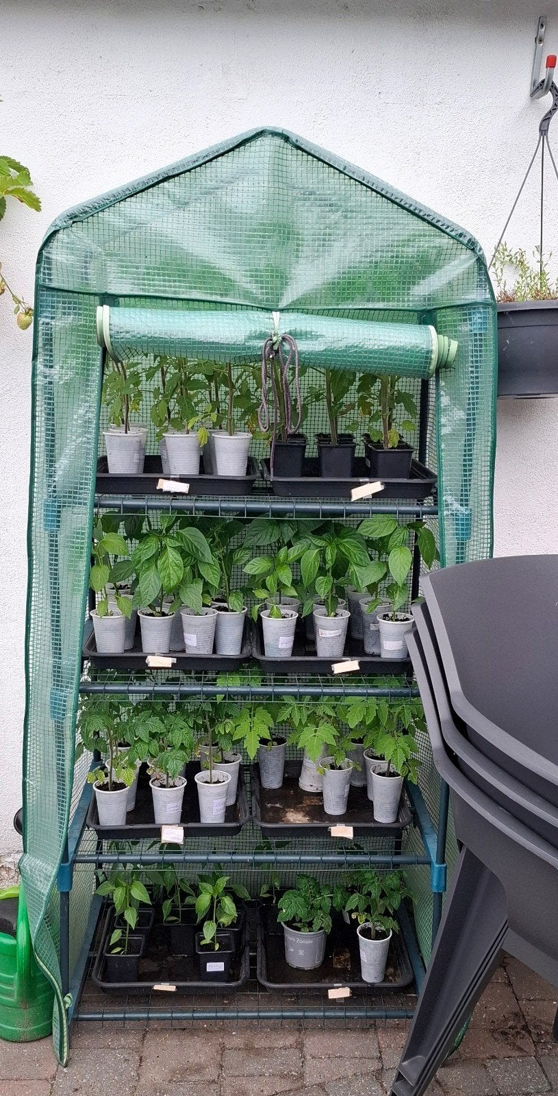 Planten, Ophalen, Eenjarig, Groenteplanten, Volle zon