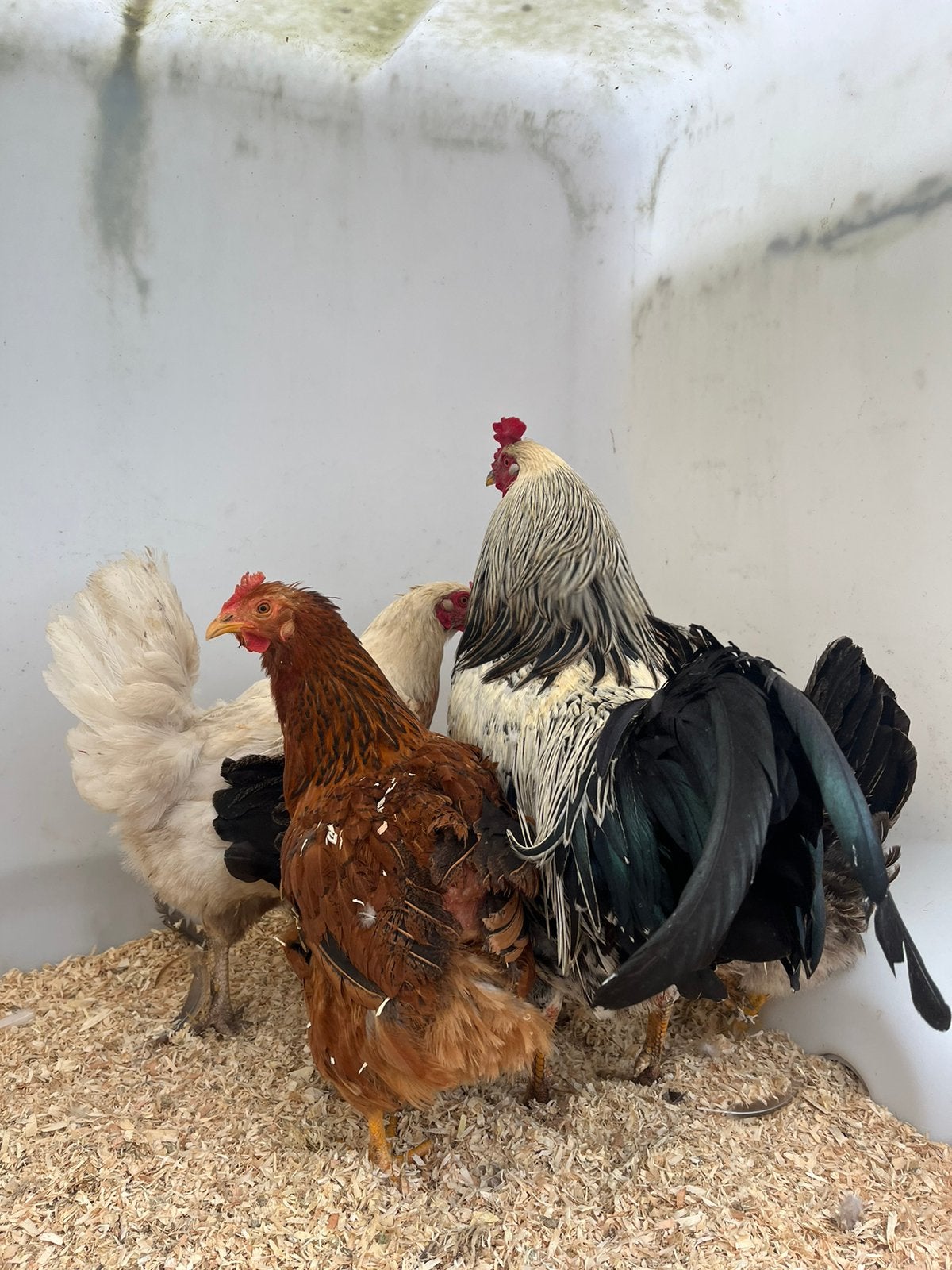 Prachtig mooi toompje kippen, Dieren en Toebehoren, Pluimvee