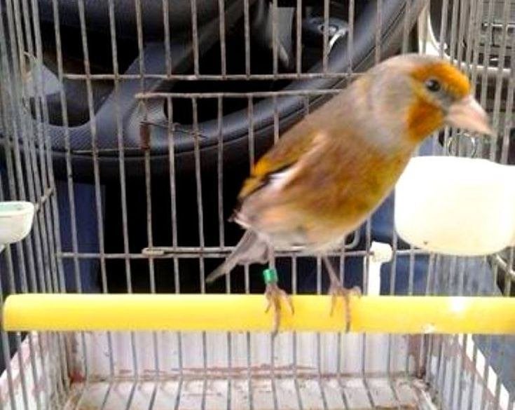 Bastaard putter mans, Mannelijk, Wildzangvogel, Tam