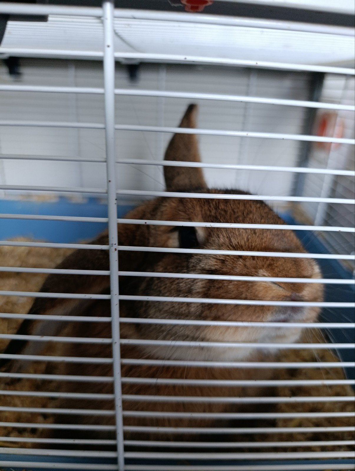 Goed huisje gezocht voor ons konijn, Dieren en Toebehoren, Konijnen, Mannelijk