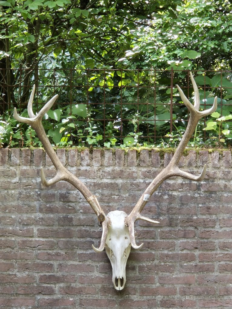 Mooi groot zwaar edelhert gewei Jacht Mancave taxidermie h80, Ophalen, Zo goed als nieuw, Hert, Gewei of Kop