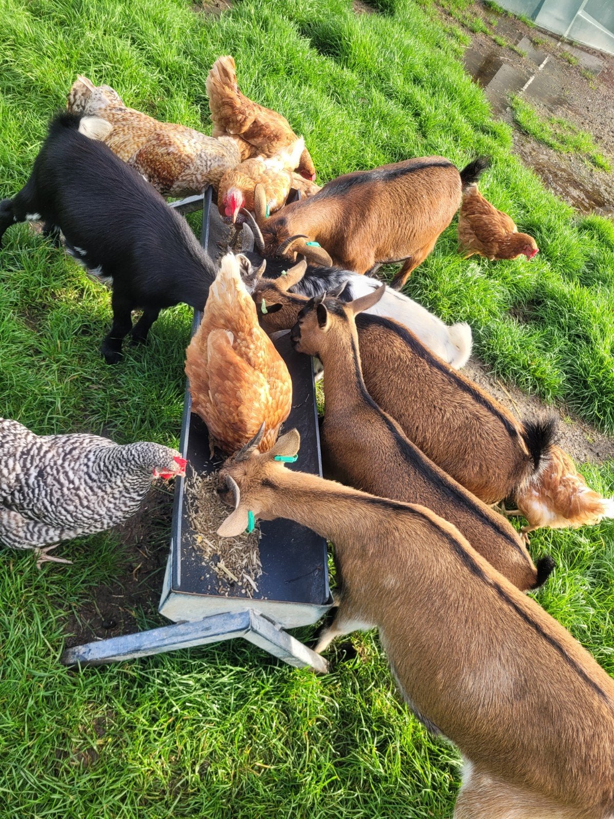 prachtige  lieve dwerggeitjes, Vrouwelijk, Geit, 0 tot 2 jaar