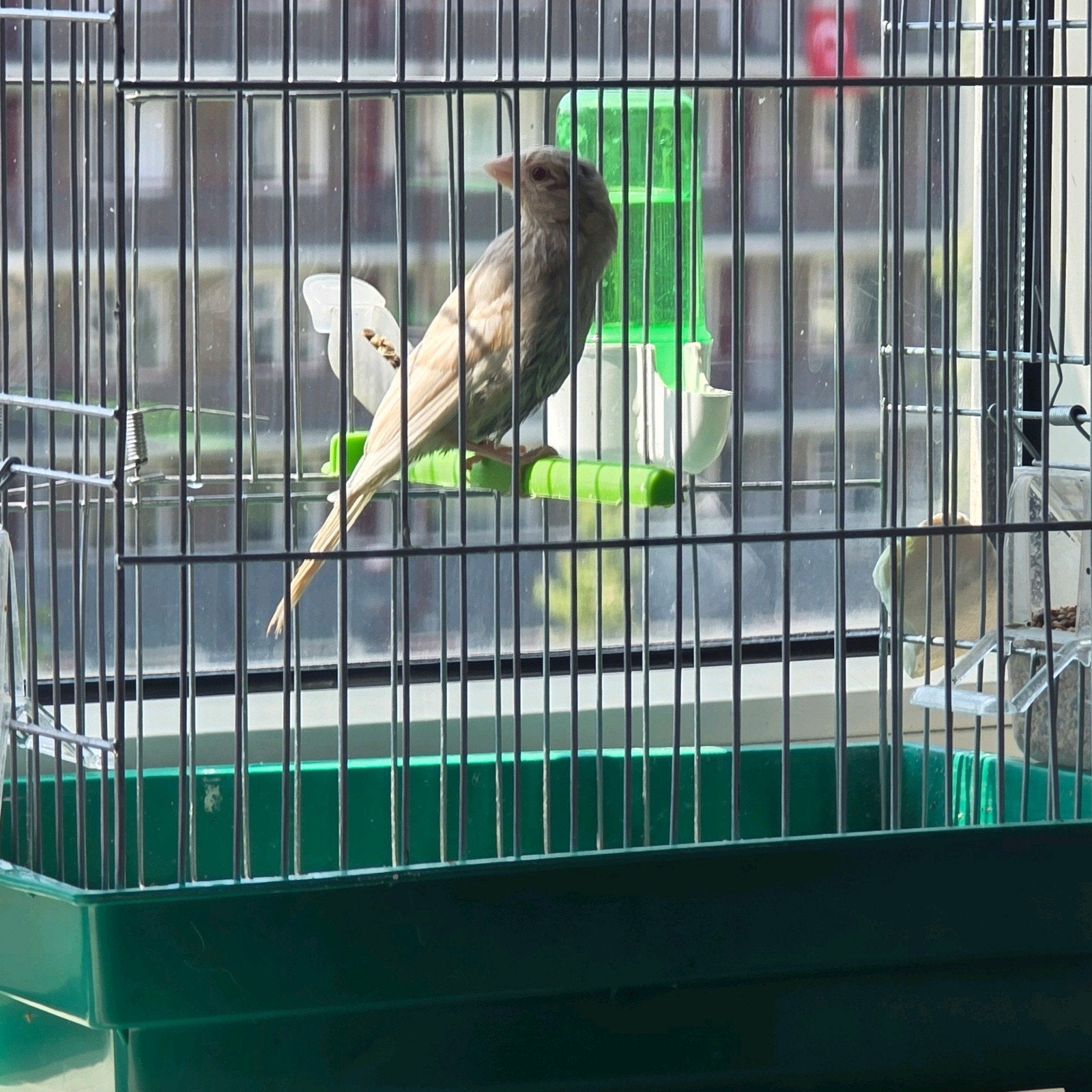 Roodmus pheo Man van 2026, Mannelijk, Tropenvogel, Geringd
