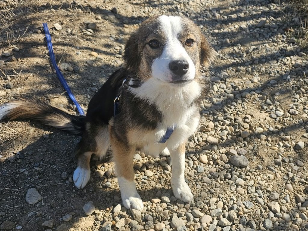 Trixy is een lieve vrolijke en mooie jonge hond, Particulier, 1 tot 2 jaar, Buitenland, Teef