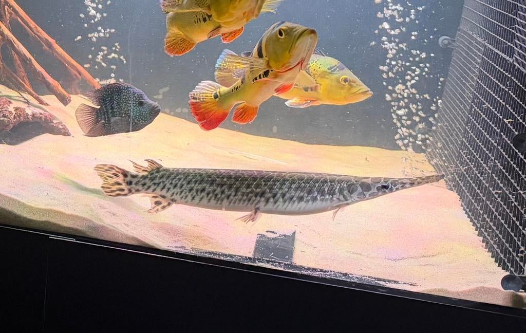 Spotted gar, Dieren en Toebehoren, Vissen | Aquariumvissen, Vis, Zoetwatervis