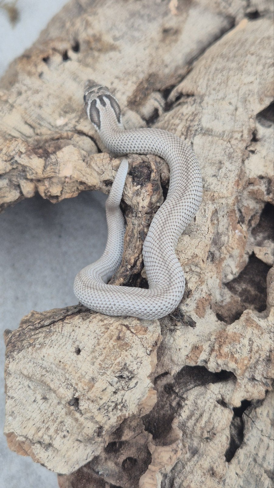 Haakneusslang uit 2026 het snow Hognose Snake photo 2