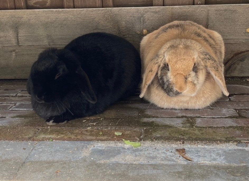 konijn, Meerdere dieren, Middelgroot, Hangoor, 3 tot 5 jaar