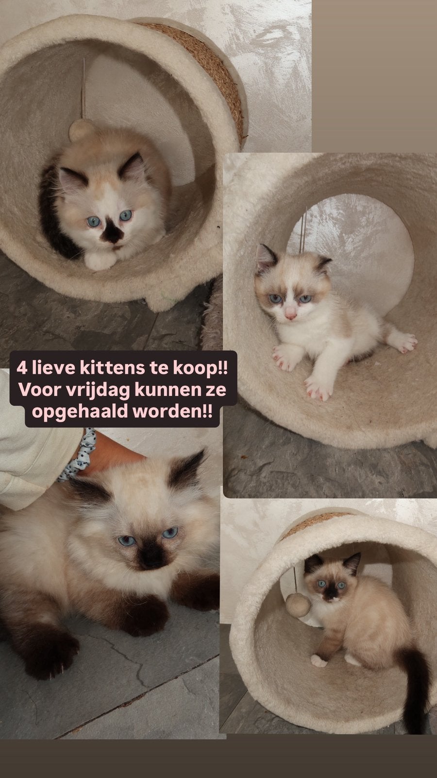 Lieve kittens van 12 weken zoeken een nieuw thuis!, Dieren en Toebehoren, Meerdere dieren, 0 tot 2 jaar