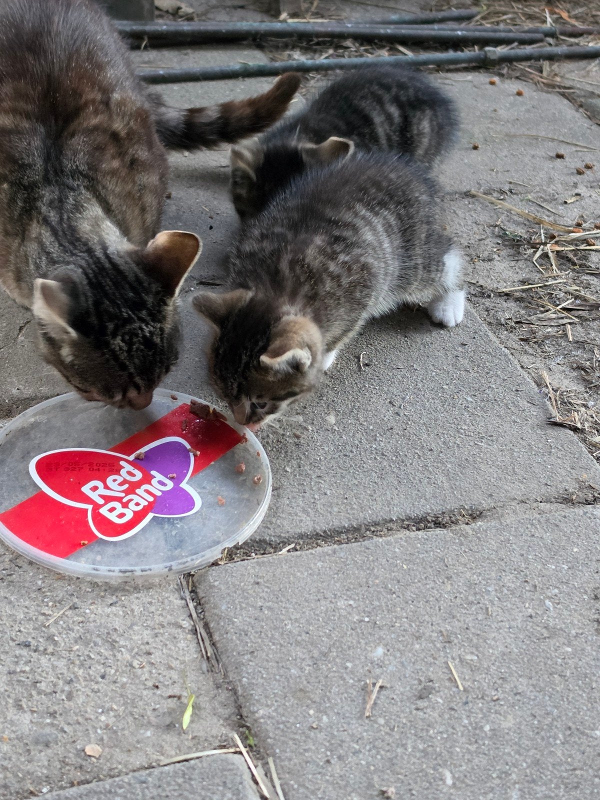 gratis jonge kittens, Ophalen
