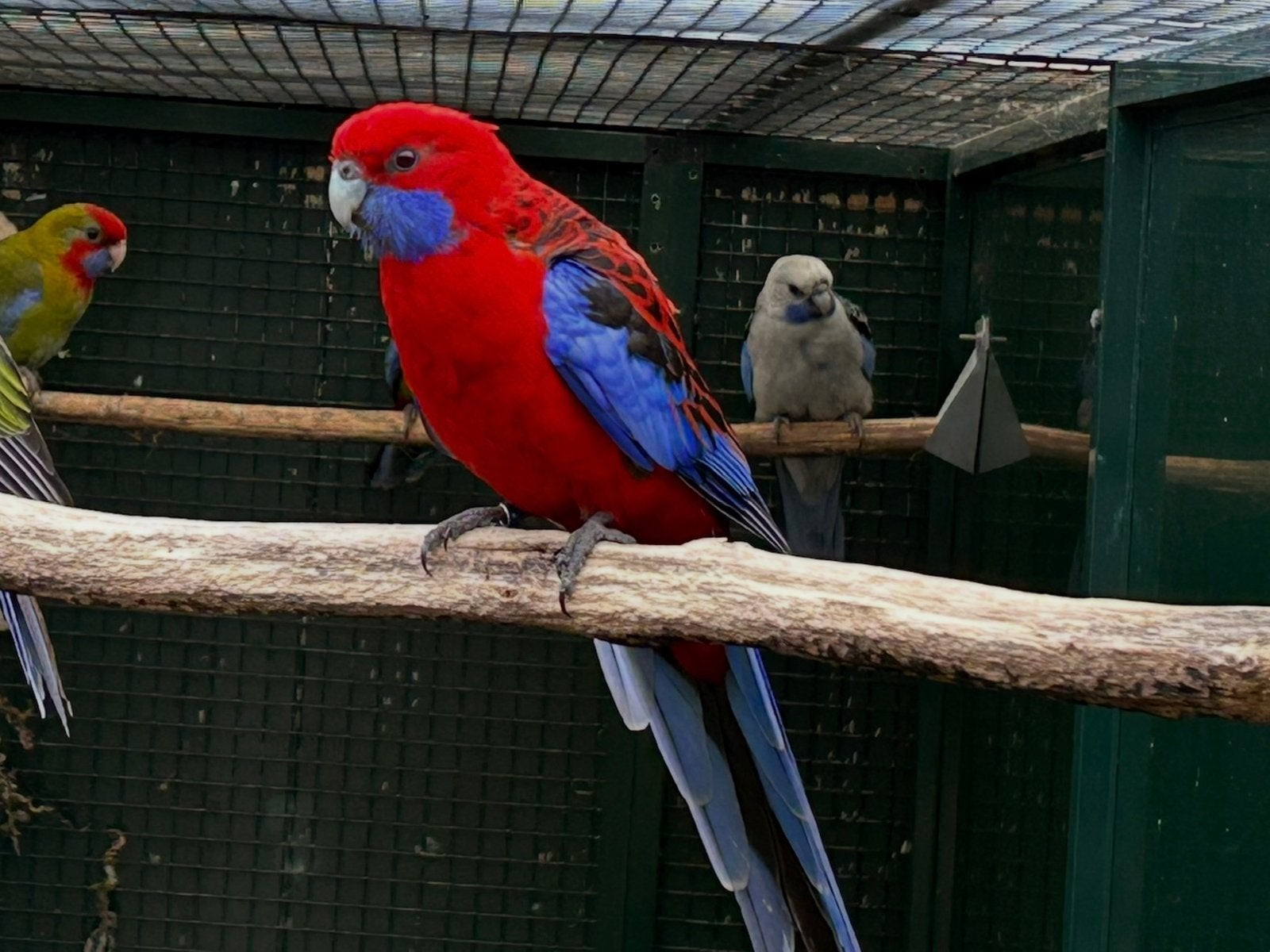 1-0 wildkleur pennant rosella 2018 geringd, gevraagd pop, Mannelijk, Parkiet, Geringd