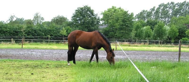 Weide gezocht, Dieren en Toebehoren, Stalling en Weidegang