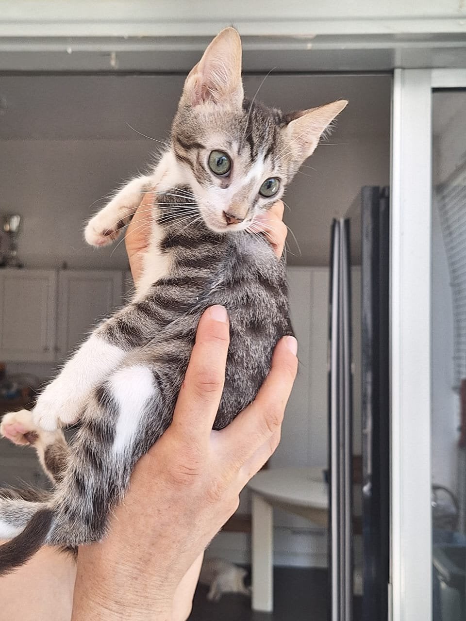 Jacky 4 mnd oud(nog op Cyprus) zoekt een fijn thuis, Dieren en Toebehoren, Kater, 0 tot 2 jaar