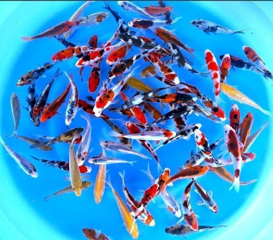 Japankoi, Tosia van de Japanse kweker Otsuka, kleurige koi, Karper of Koi