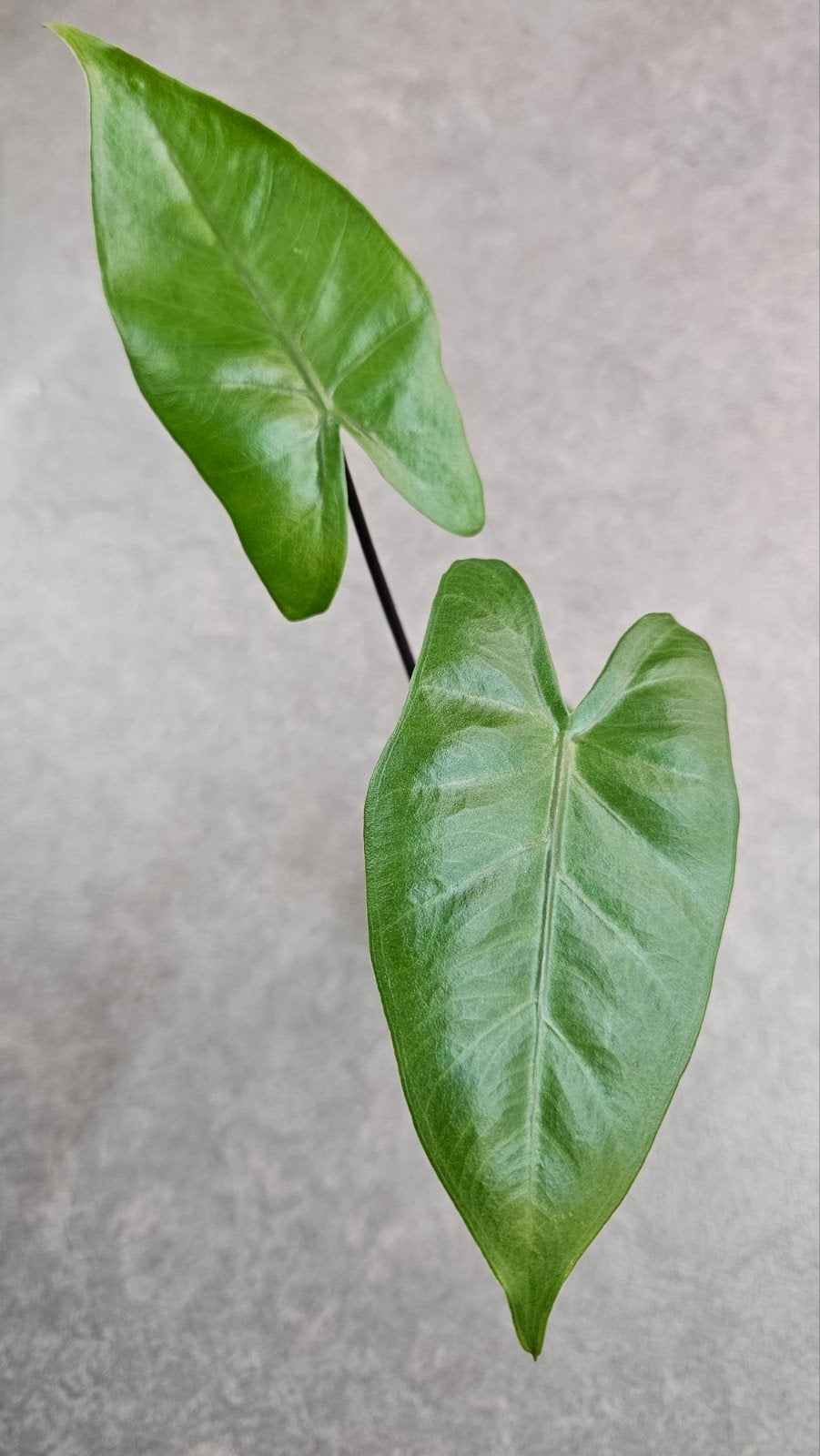 Alocasia Macrorrhiza Black Stem, Ophalen of Verzenden, Halfschaduw, Minder dan 100 cm