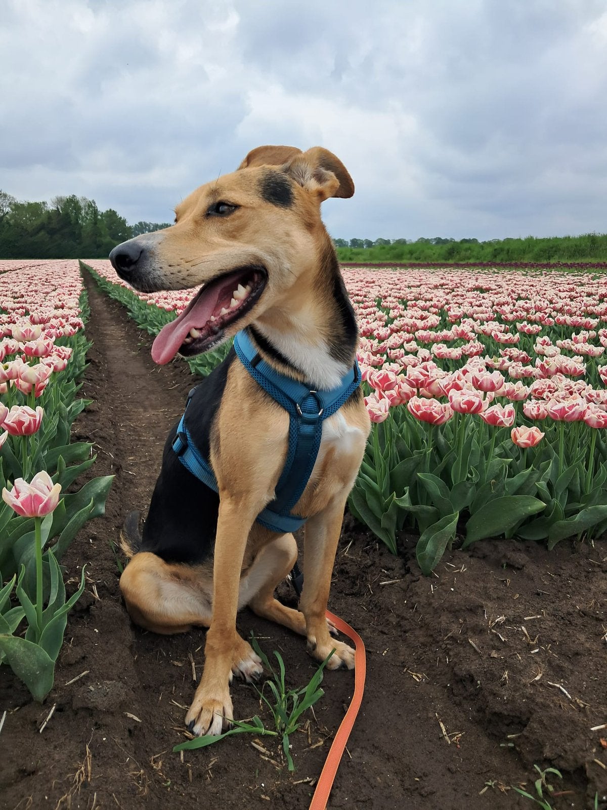 Gezocht met SPOED ! Nieuw huisje voor onze lieve hond, Dieren en Toebehoren, Honden | Niet-rashonden, Particulier, Buitenland