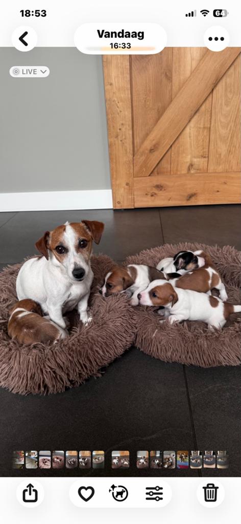 Jack Russel pups, Dieren en Toebehoren, Honden | Jack Russells en Terriërs, Meerdere dieren, Jack Russell Terriër, Particulier