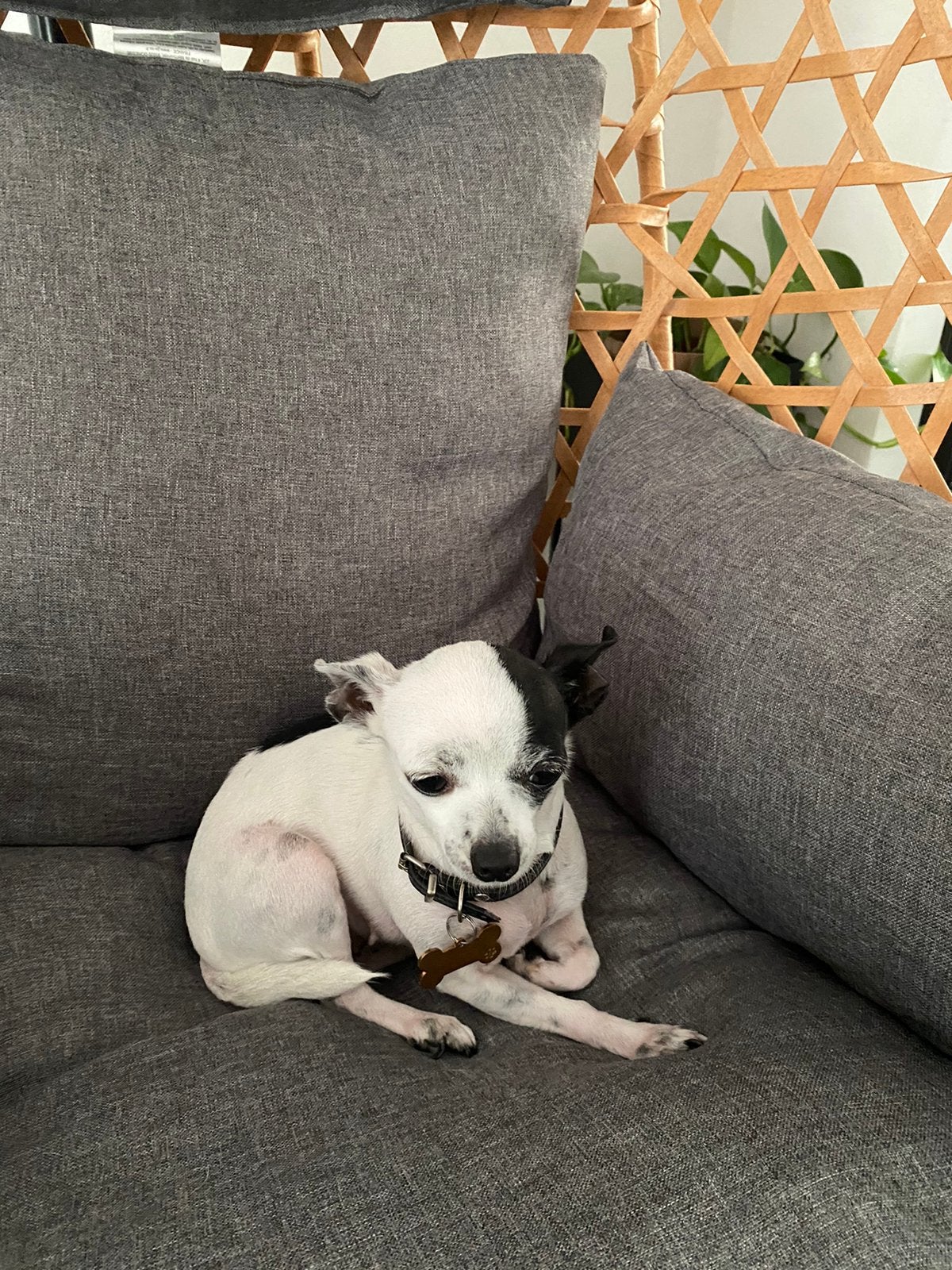 Mini chihuahua (!beschrijving!), Parvo, Particulier, Buitenland, Teef