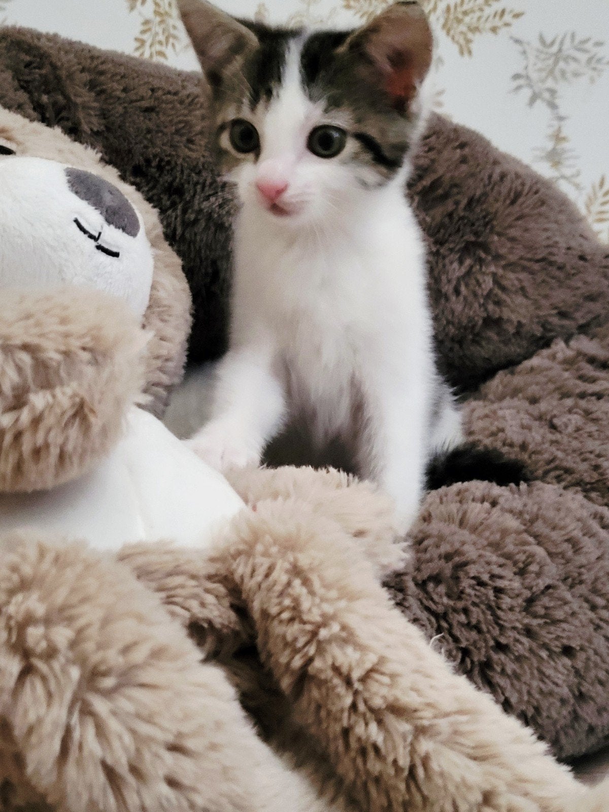 Kittens ter adoptie, Meerdere dieren