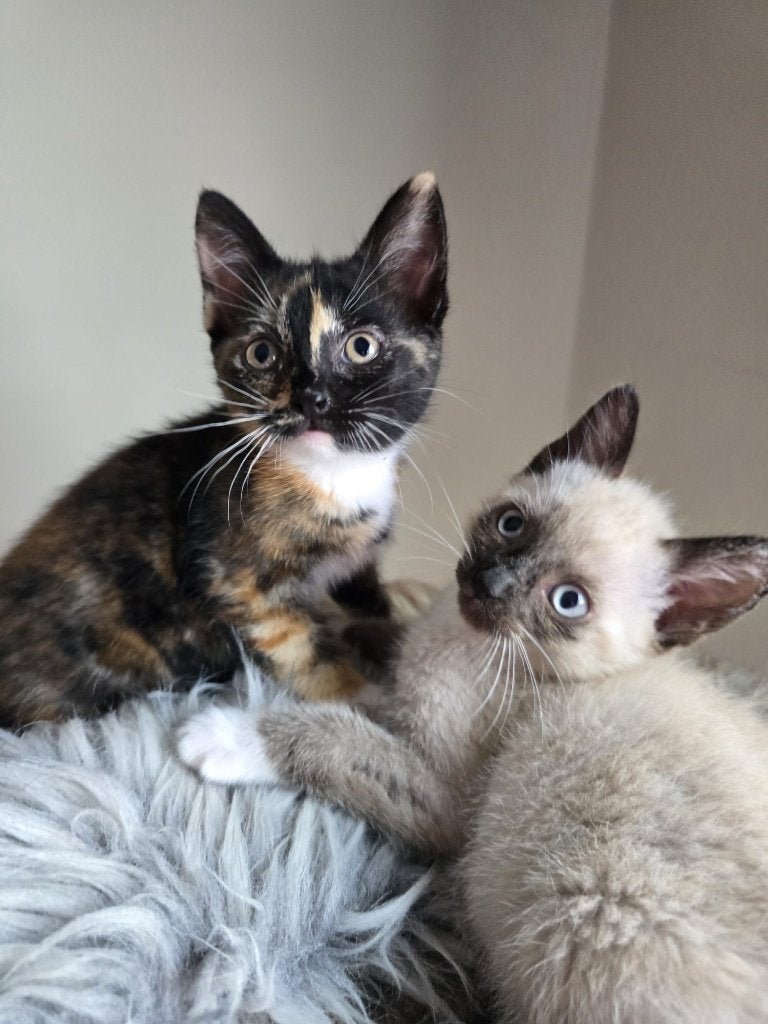 Lieve kitten zoekt gouden mandje, Dieren en Toebehoren, Poes, Ontwormd, 0 tot 2 jaar