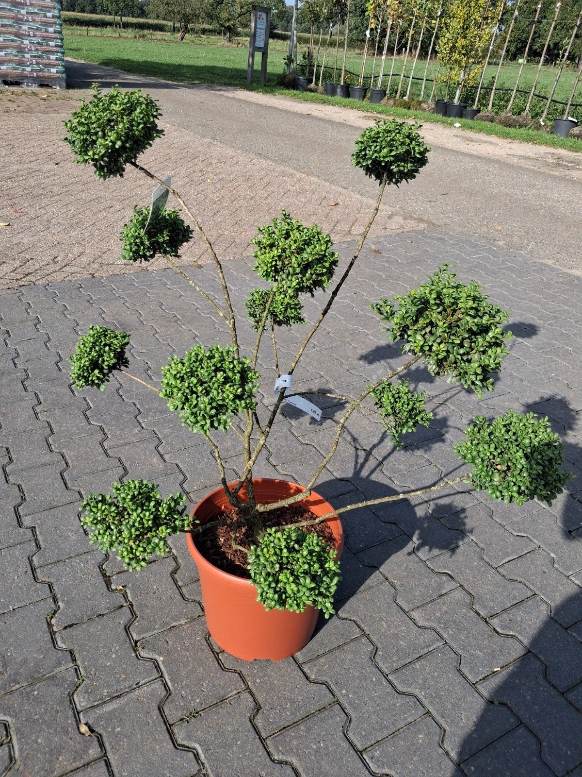 Ilex crenata 'Convexa' - Japanse Hulst pompom, Overige soorten, Vaste plant, Ophalen of Verzenden, Bloeit niet
