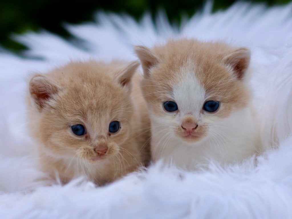 Super mooie aparte beige/apricot kleurige kittens, Meerdere dieren, Kortharig, 0 tot 2 jaar