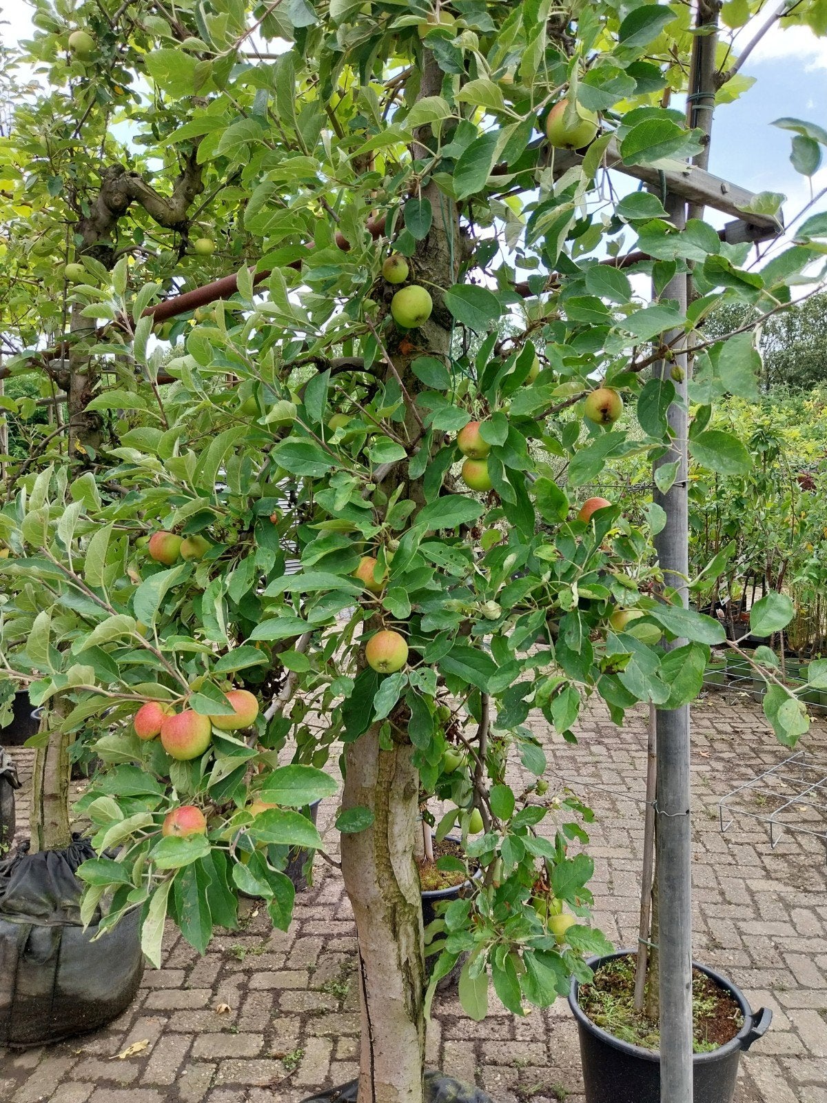 Oude Elstar appelboom, 30 jaar oud, Overige soorten, Lente, 250 tot 400 cm, Ophalen