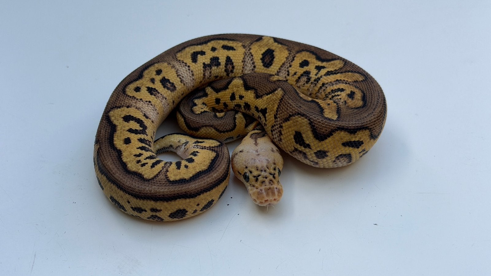 Ball Pythons Houten Ball Python photo 5