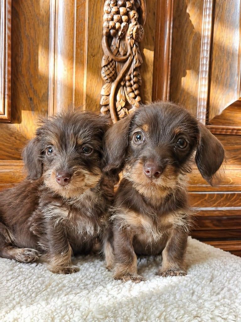 Kaninchen ruwharige teckel puppy, Dieren en Toebehoren, Honden | Teckels en Dashonden, Kaninchen, 8 tot 15 weken, Meerdere, Meerdere dieren