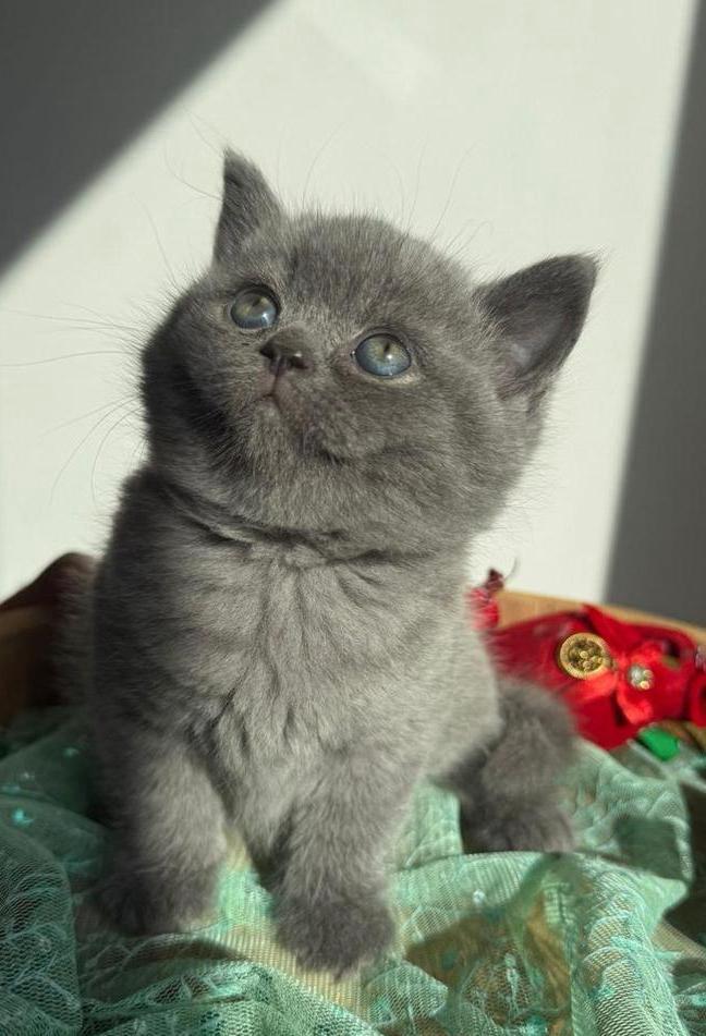 Britse korthaar kittens per direct verhuizen, Kater, Ontwormd, 0 tot 2 jaar