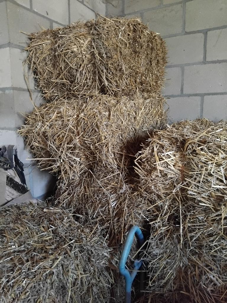 Kleine pakken tarwe stro, Ophalen, Vee