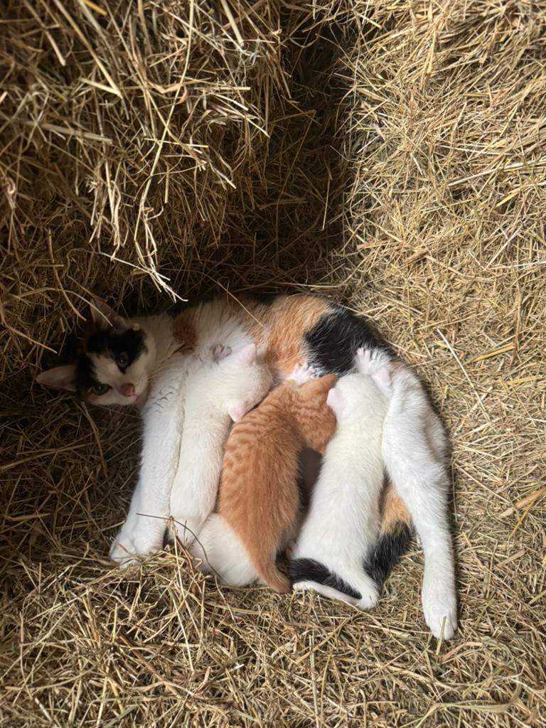 Lieve/sociale kittens, Meerdere dieren