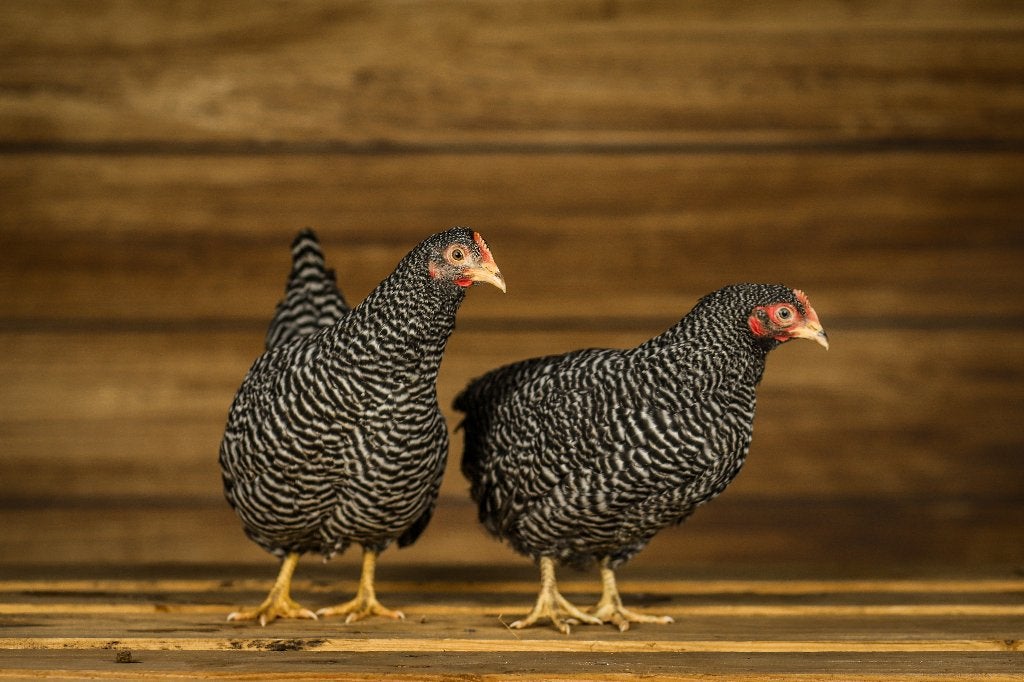 Amrock kriel | Gezonde kippen | Passend advies, Vrouwelijk, Kip