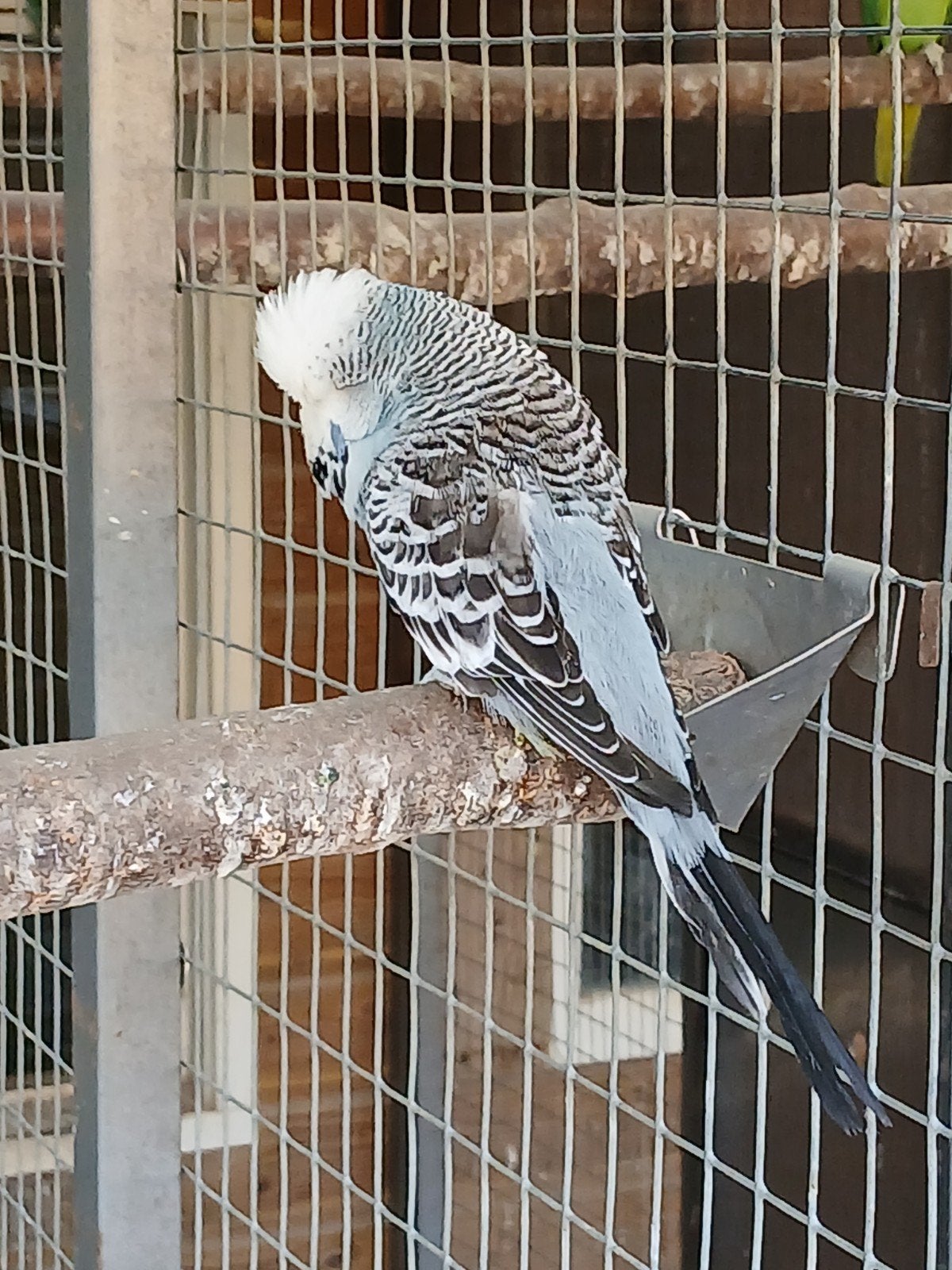 te koop ovj engelse parkiet man, Dieren en Toebehoren, Vogels | Parkieten en Papegaaien, Mannelijk, Parkiet, Geringd