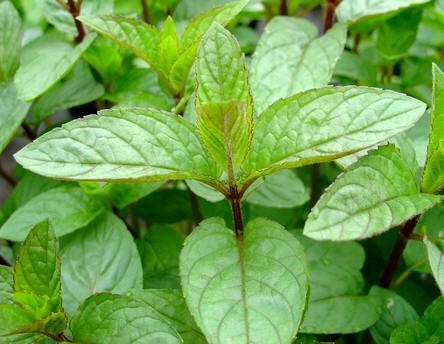 Uit de biologische moestuin: Pepermunt, plantjes., Vaste plant, Ophalen of Verzenden, Halfschaduw, Kruiden